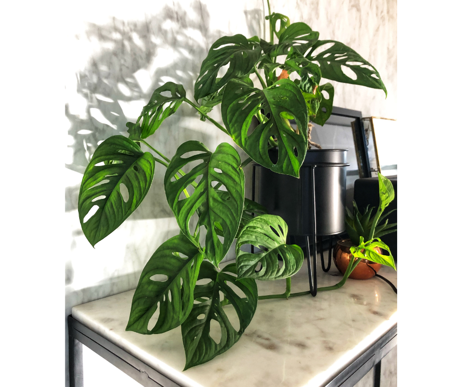 Monstera Borsiginia