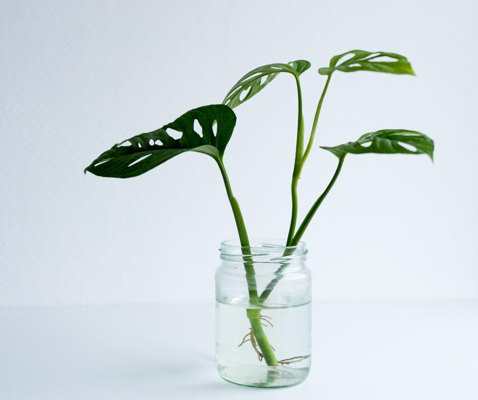 Monstera in Water