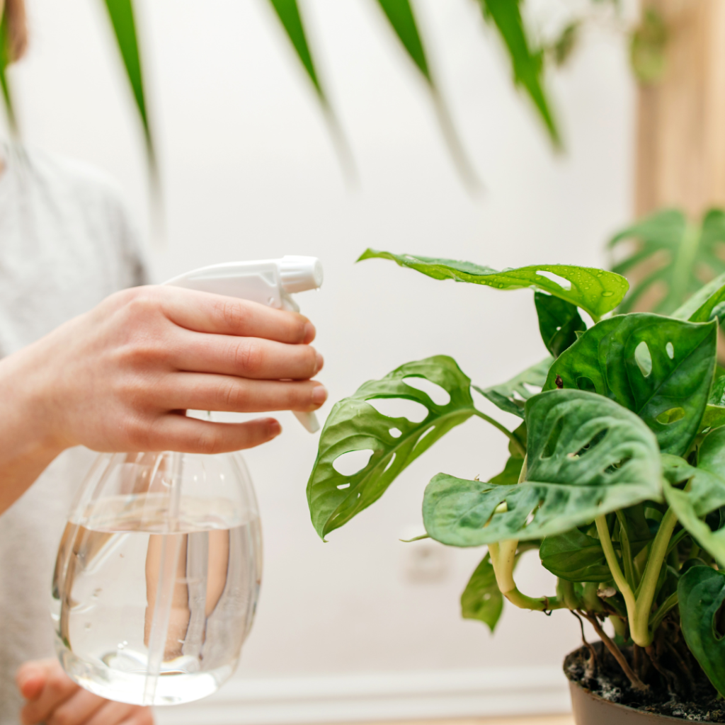 Watering the Monstera