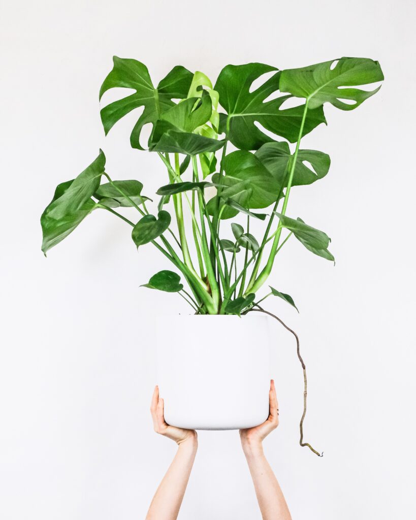 Monstera Plant