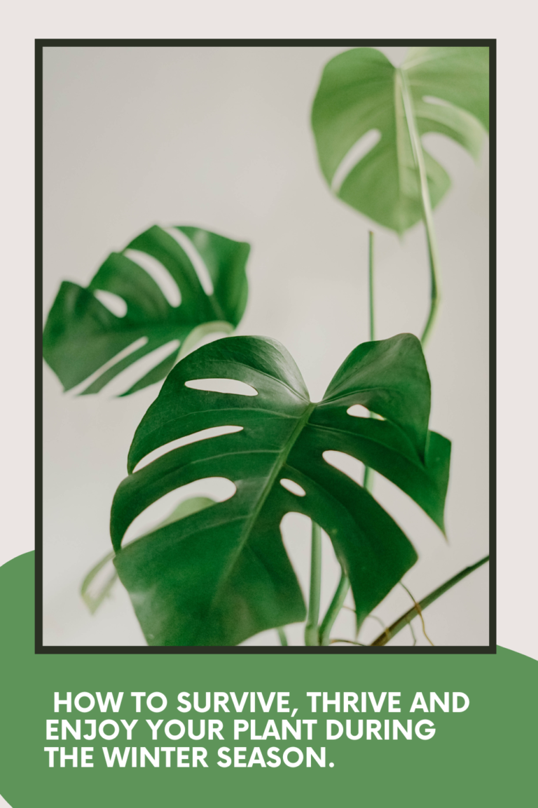 how to grow houseplants the easy way (13)