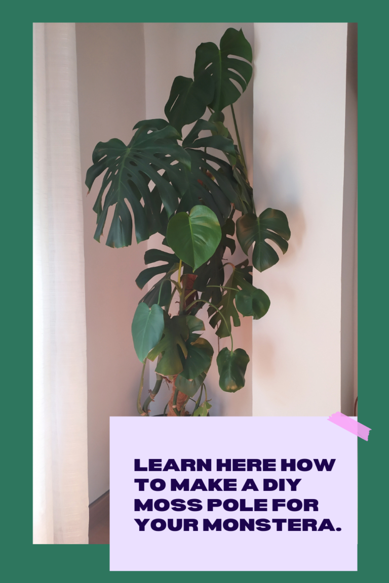 how to grow houseplants the easy way (14)