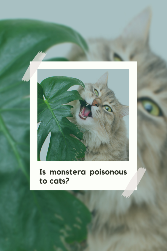is monstera toxic to cats or not? Monstera Bliss