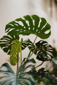 monstera-plants-benefits.jpg