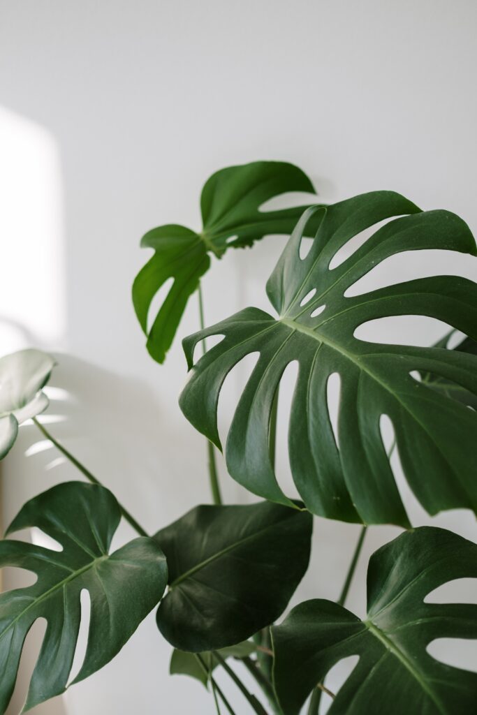 Monstera