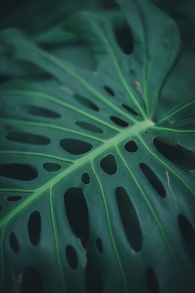 Monstera Leaf