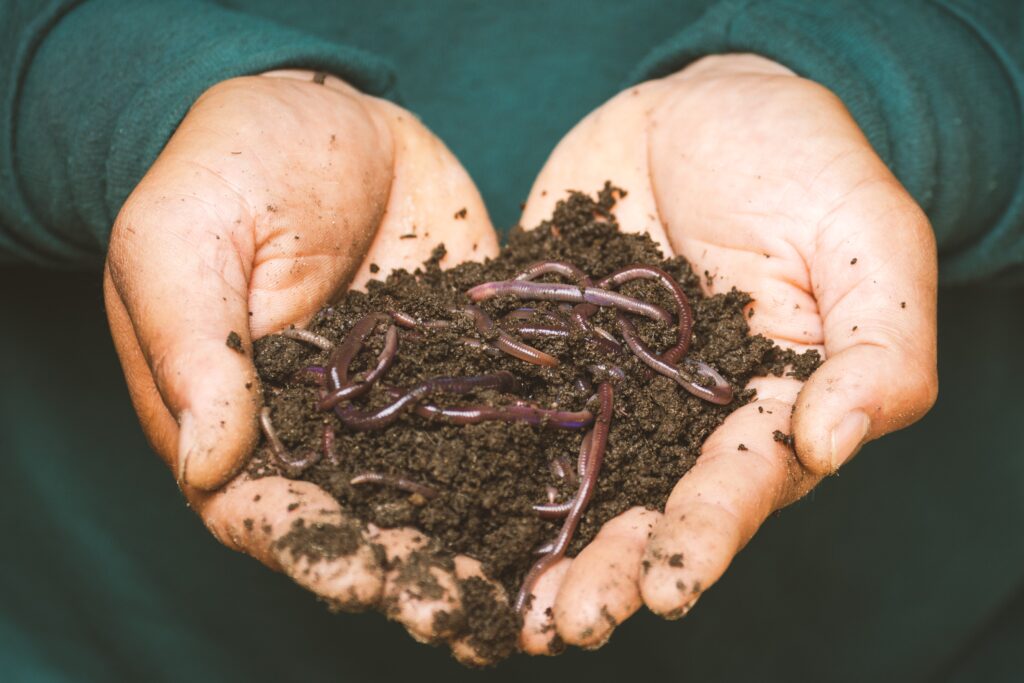 Worm Casting For Plants