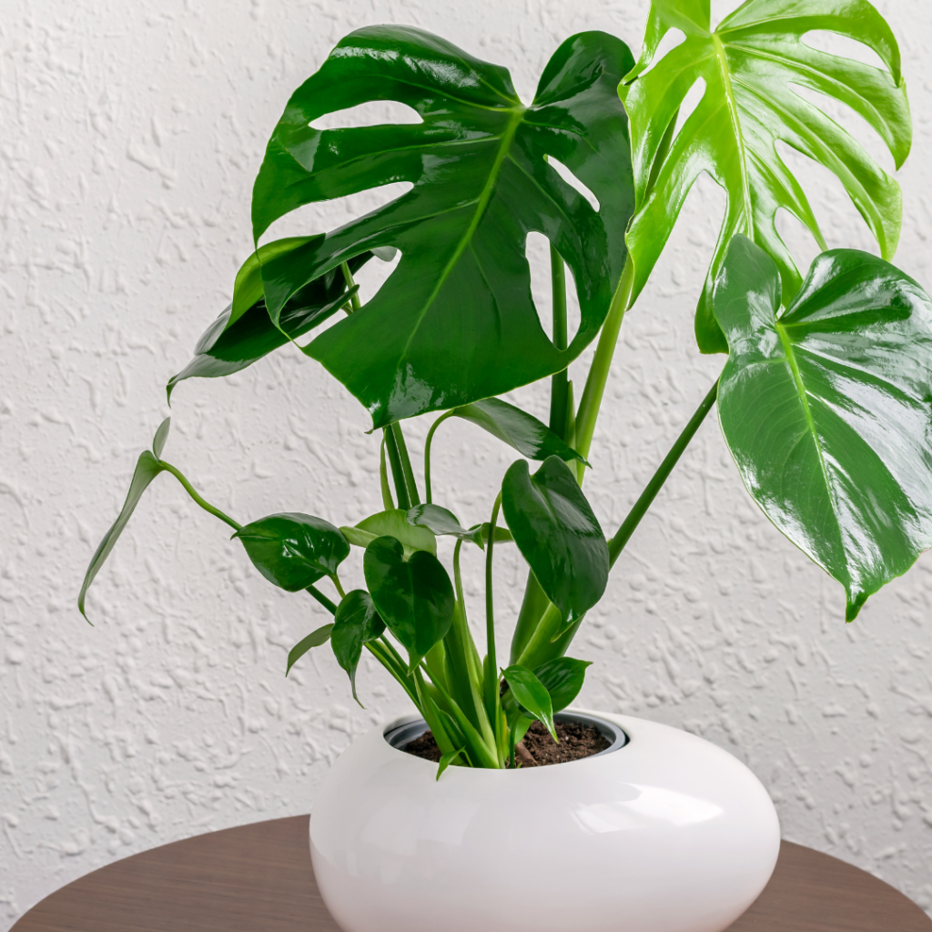 Monstera