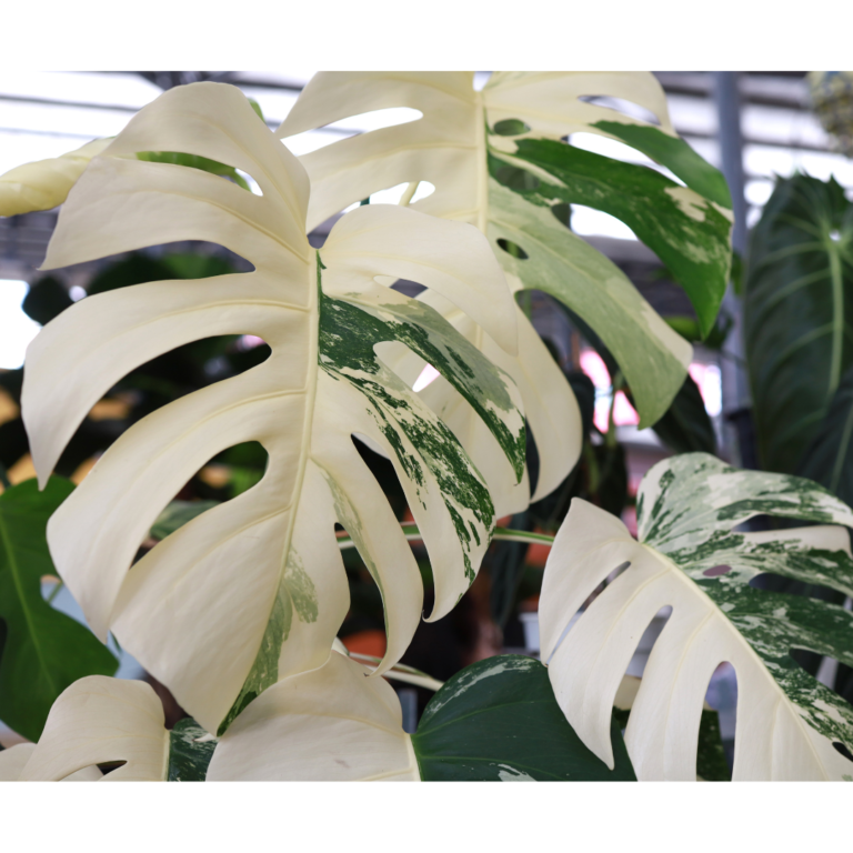 Monstera-albo.jpg