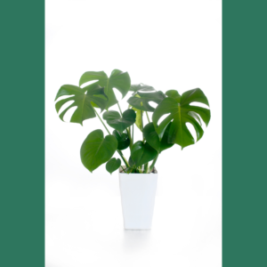 Monstera-Varieties-Deliciosa.jpg