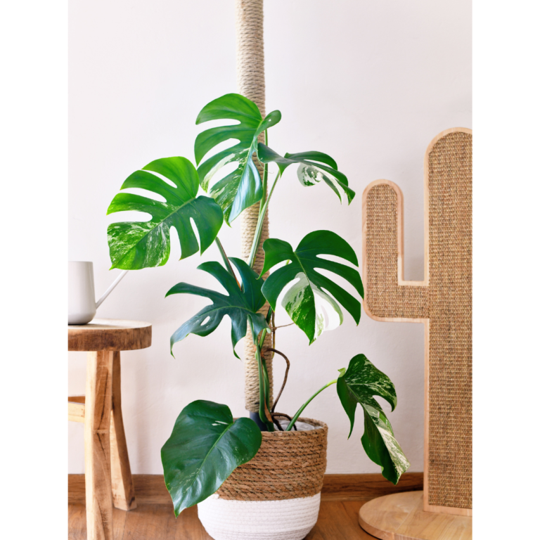 Monstera-Varieties.jpg