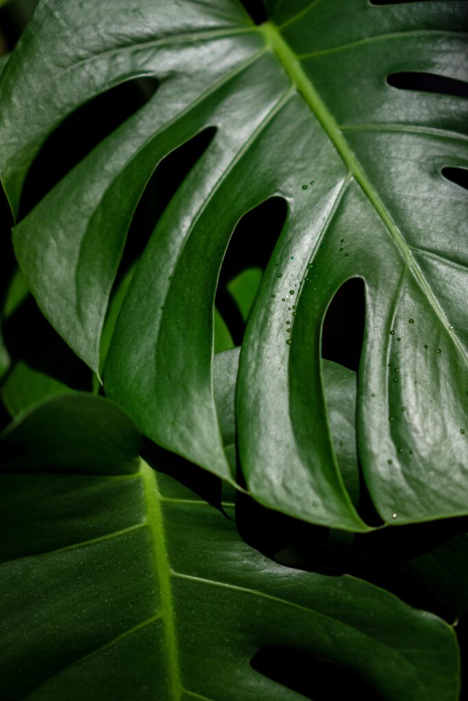 Monstera.Plants>jpg