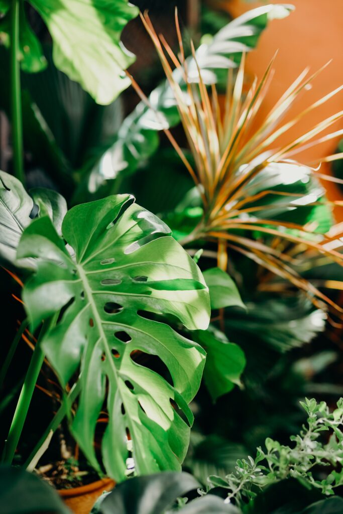 Monstera Plant Leaves